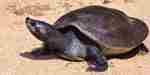 Sydlig flodsköldpadda