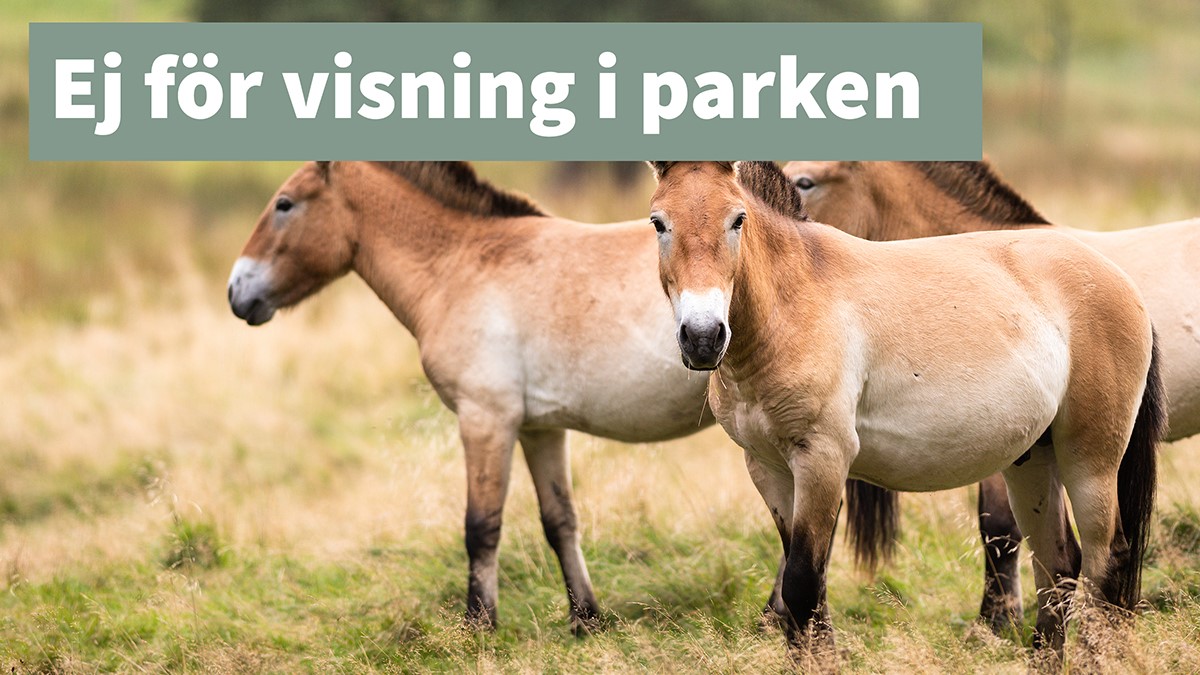 Przewalskis vildhäst ej för visning thumb