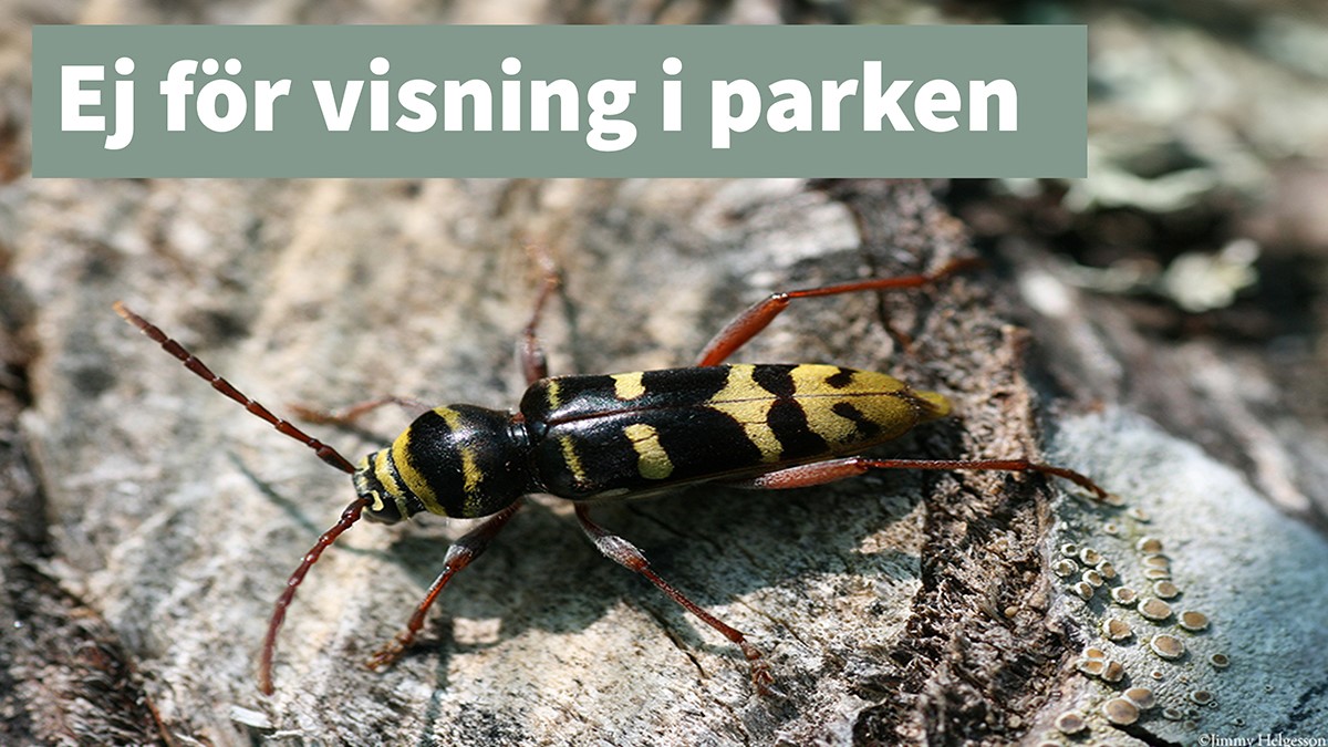 Bredbandad ekbarkbock ej för visning thumb