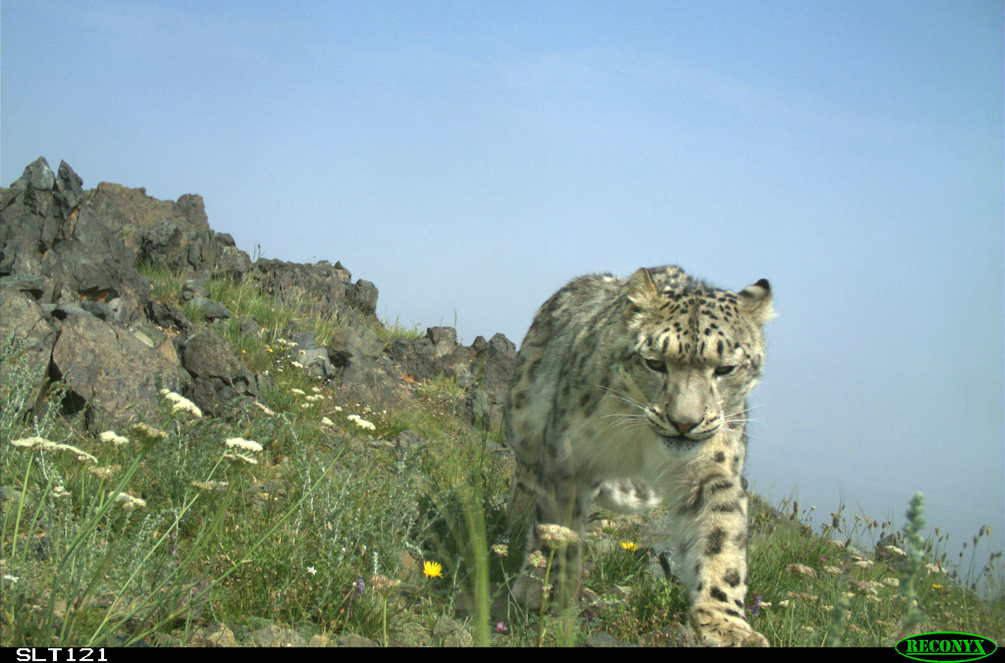 Snöleopard i Mongoliet. Foto: Snow Leopard Trust