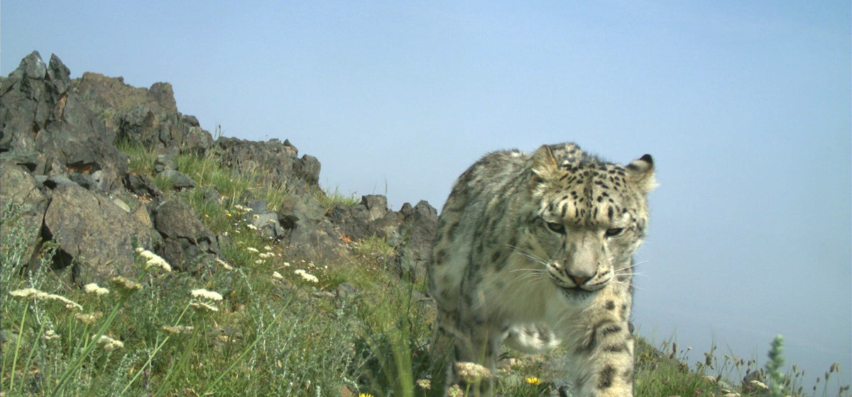 Snöleopard i Mongoliet. Foto: Snow Leopard Trust