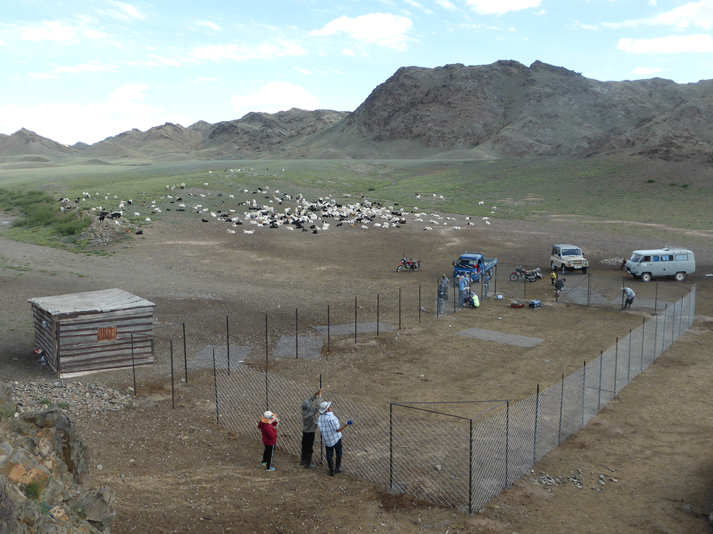 Stängselbygge i Tostbergen, Mongoliet. Foto: Snow Leopard Trust