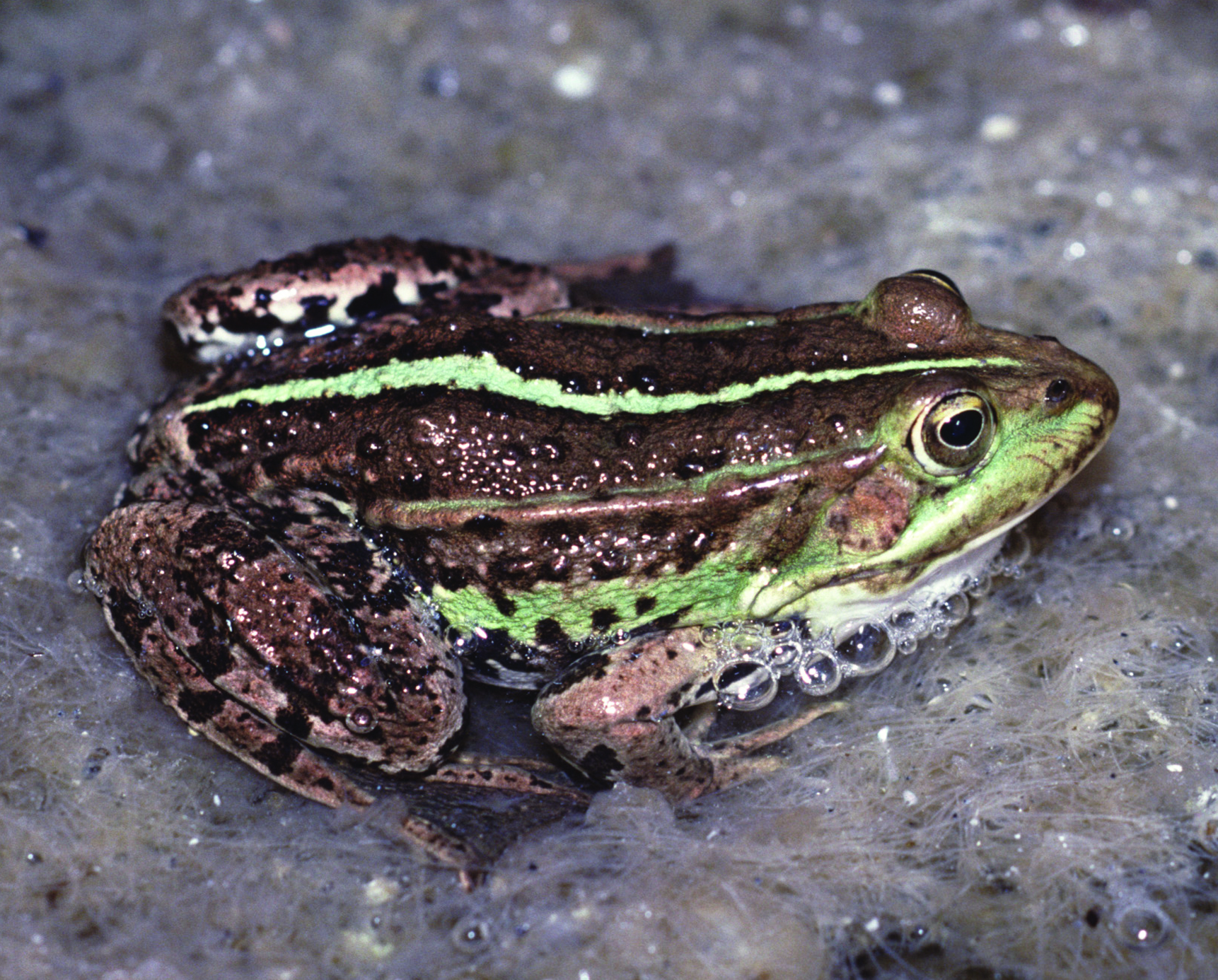 Gölgroda på skum. Foto: Claes Andrén