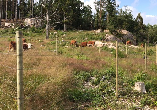 Bild Betande djur ger biologisk mångfald