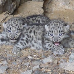 Photo: Snow leopard trust & Snow leopard conservation foundation