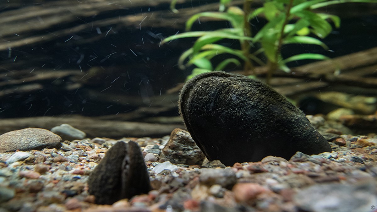 flodparlmussla_2017-10_EE-1Hemsida12x5,6.jpg