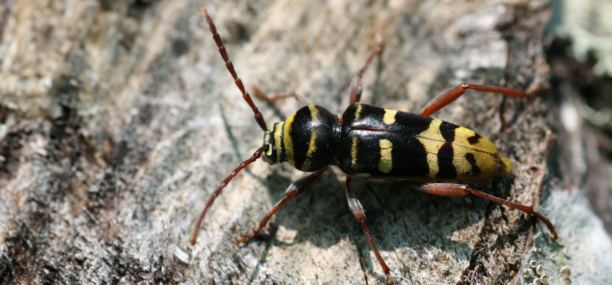 Bredbandad ekbarkbock