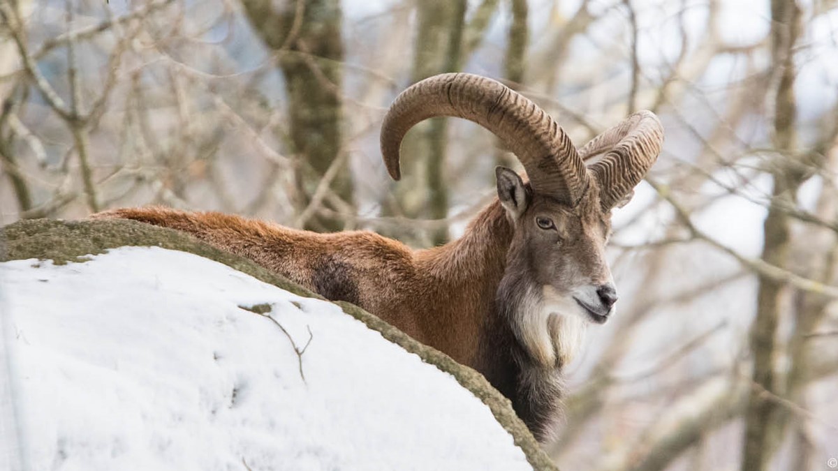 djurbilder1200x560urial.jpg