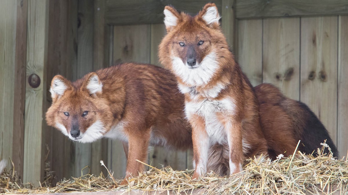 djurbilder1200x560 asiatisk vildhund.jpg (1)