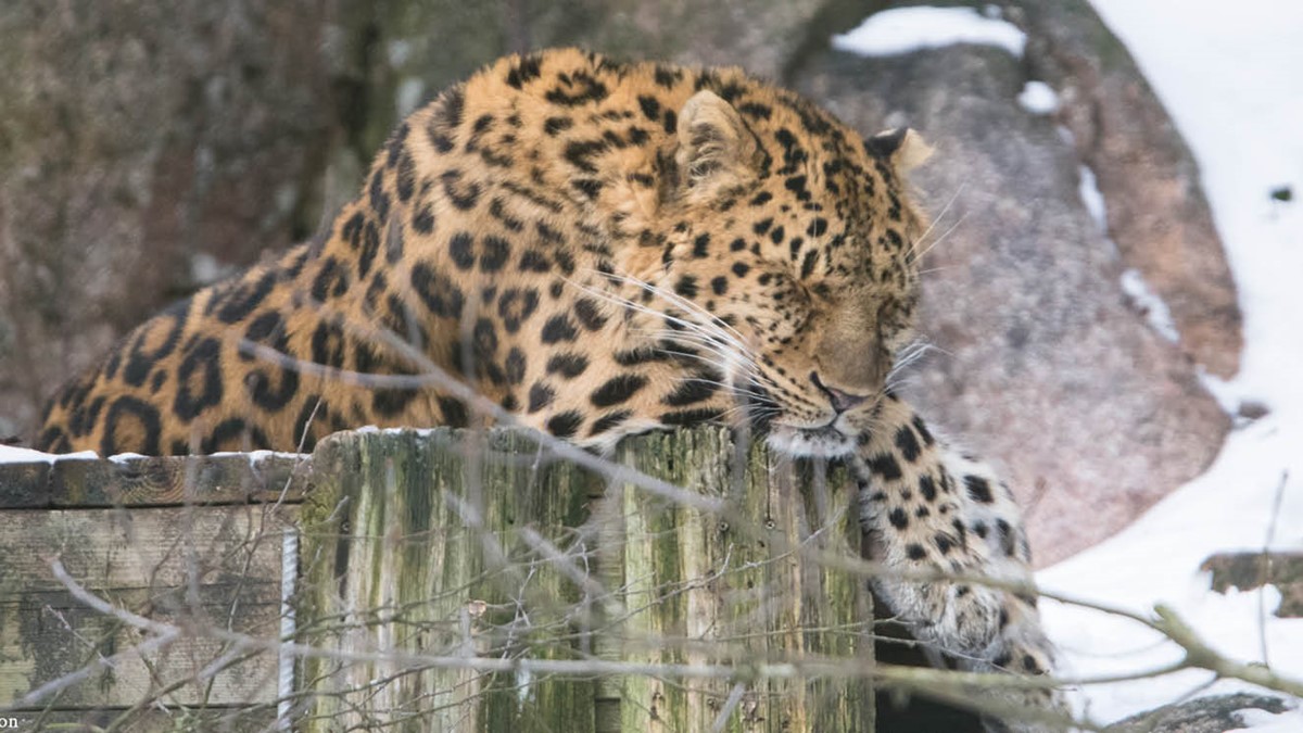djurbilder1200x560 amurtiger.jpg