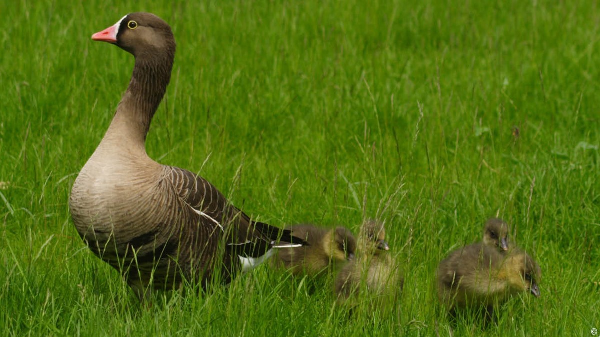 djurbilder1200x560fjällgås.jpg