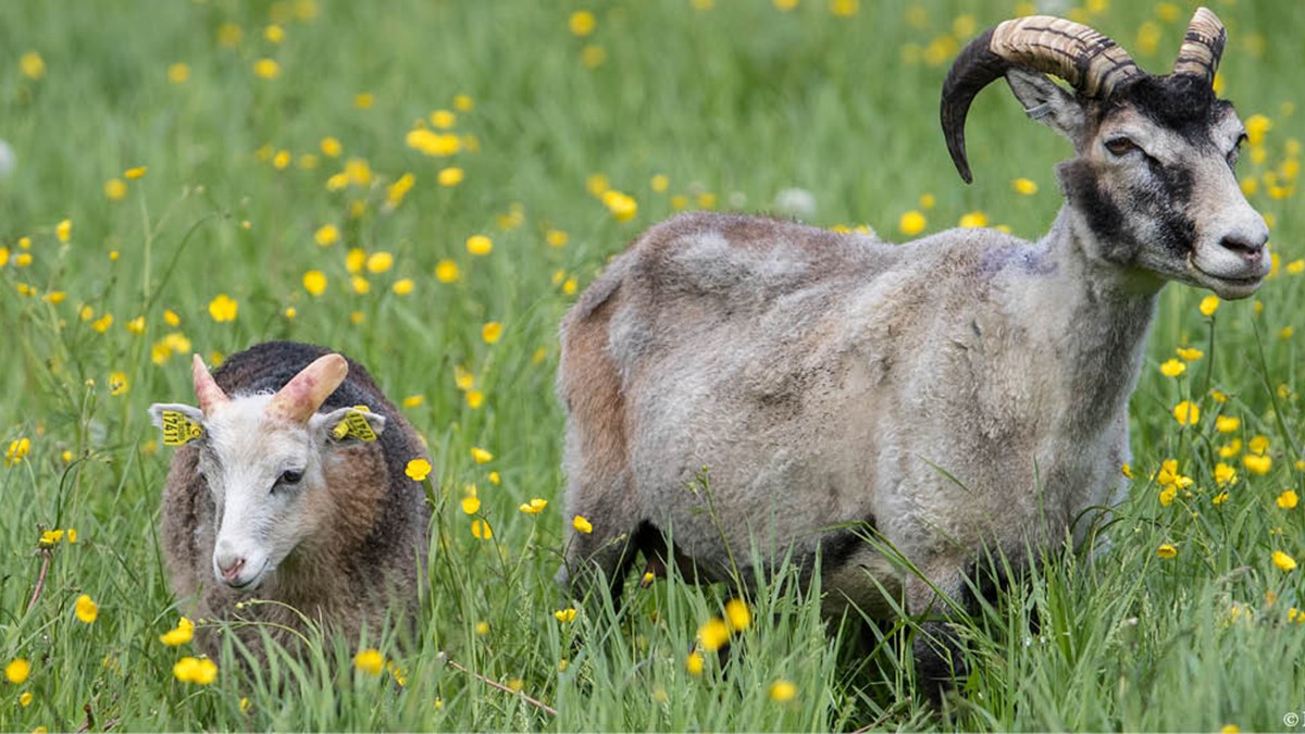 djurbilder1200x560gutefår.jpg