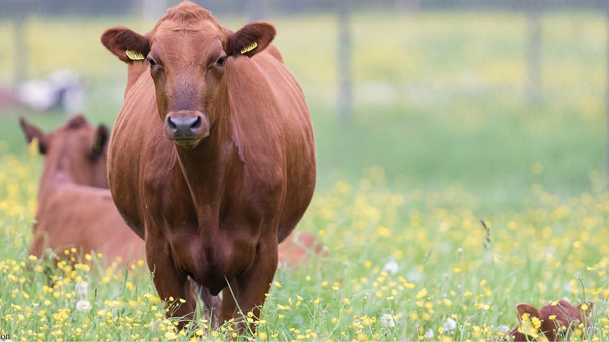 djurbilder1200x560rödkulla.jpg