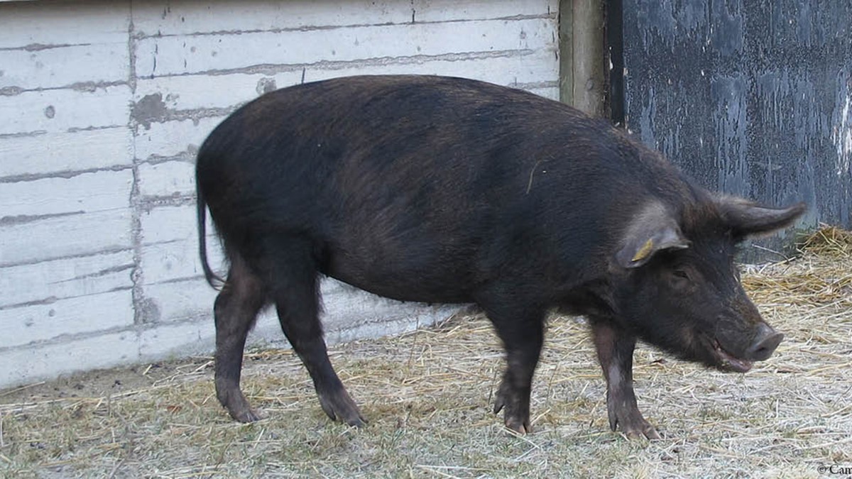djurbilder1200x560 linderödssvin.jpg