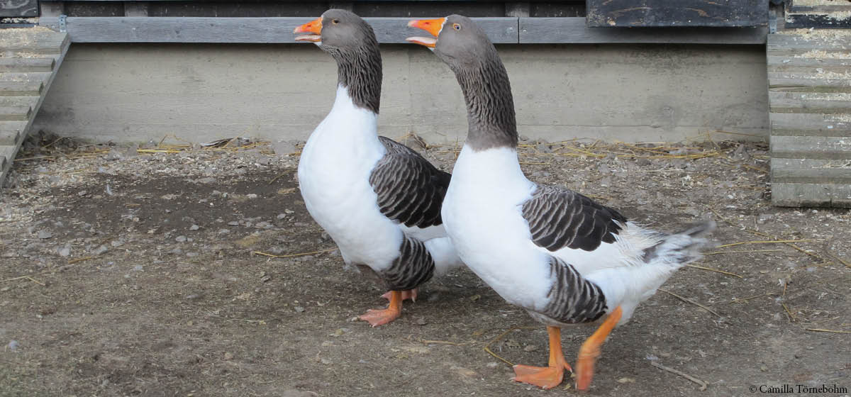 djurbilder1200x560 ölandsgås.jpg