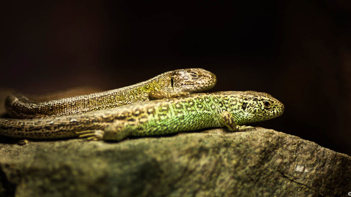 djurbilder1200x560sandödla.jpg