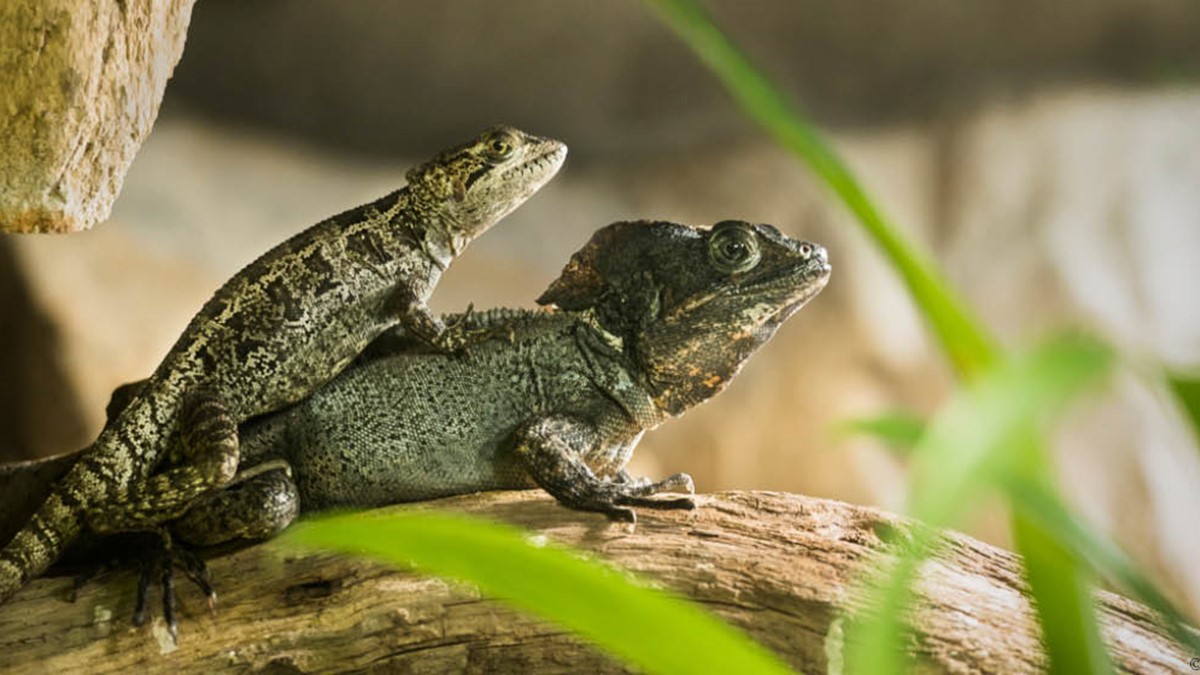djurbilder1200x560randigbasilisk.jpg