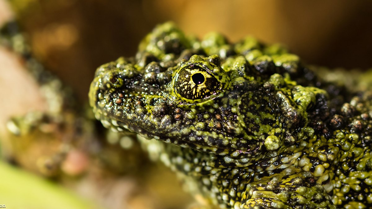 mossgroda_20180119_EE-2-web.jpg