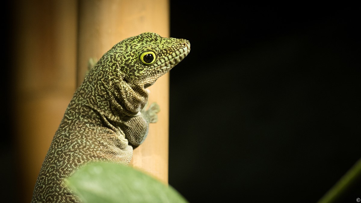 NA_MM-3662_daggecko1_webb.jpg