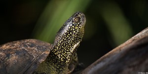 Europeisk kärrsköldpadda