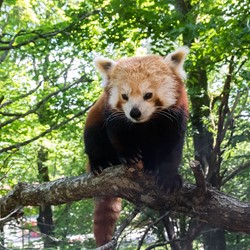 Röd panda på Nordens Ark. Foto Erik Edvardsson