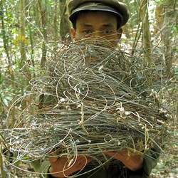 Wire snares from saola habitat, central Laos. (Photo by William Robichaud)