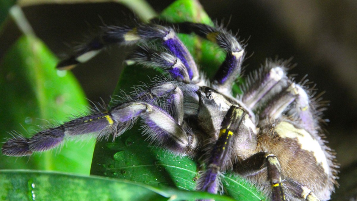 Påfågeltarantel på Nordens Ark