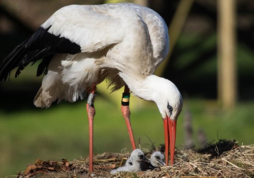 Bild Den vita storken får luft under vingarna