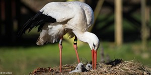 Vit stork
