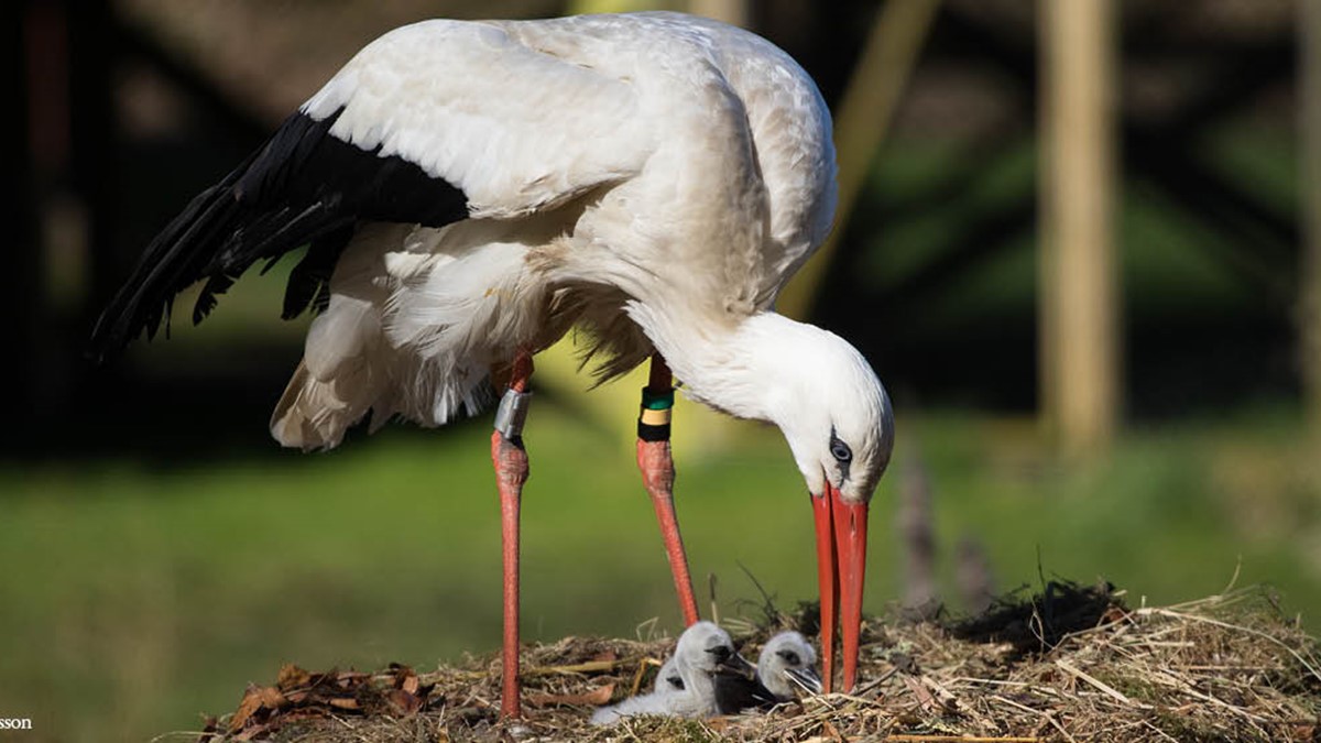 djurbilder1200x560stork2.jpg