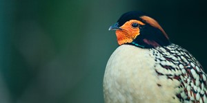 Cabottragopan
