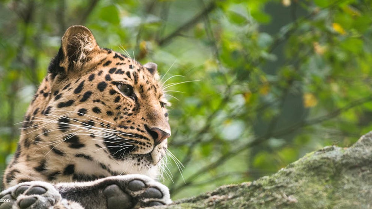 Amurleopard på Nordens Ark