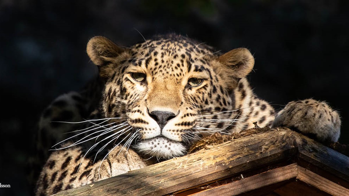 Persisk leopard på Nordens Ark