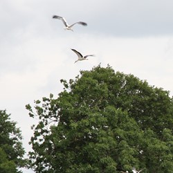Flygande storkar. Foto: Nordens Ark
