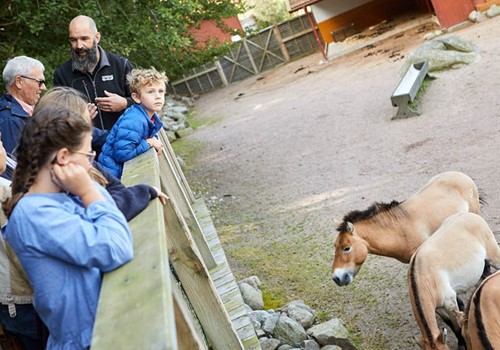 Bild Skapa familjeminnen för livet