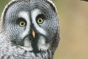 Mäktigt möte fåglar