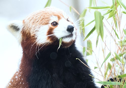 Bild Är du fodervärd sedan tidigare?