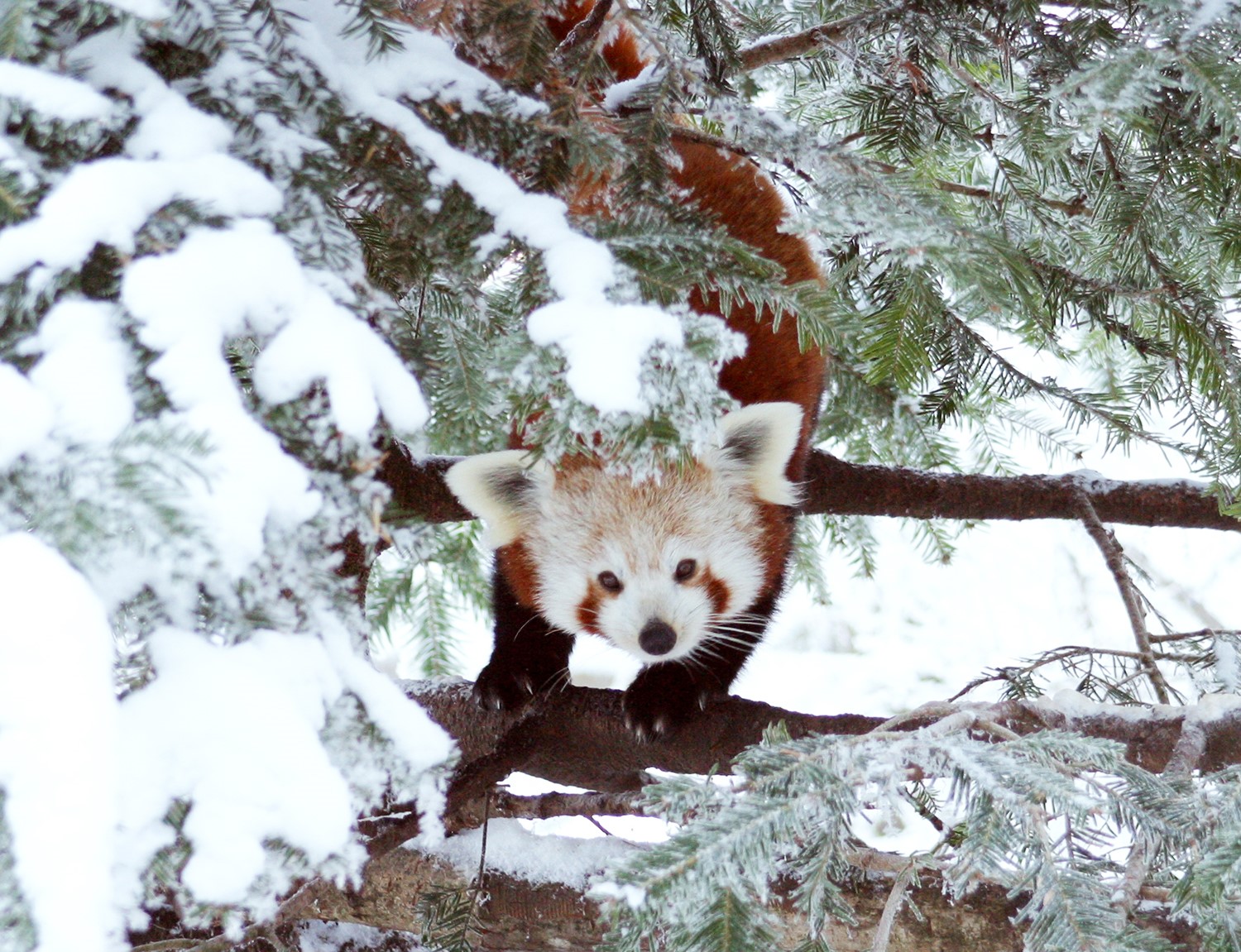 Panda i snö på Nordens Ark.