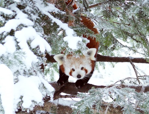 Panda i en snötäckt gran på Nordens Ark. Foto: Jenny Magnusson