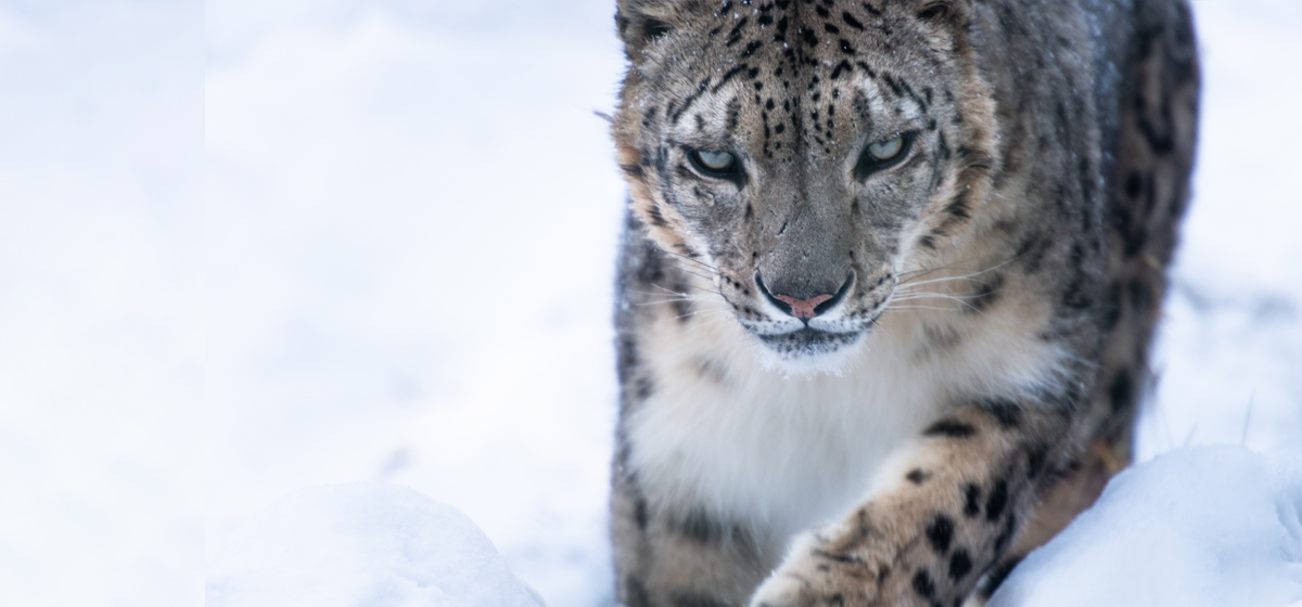 Jullov på Nordens Ark 20242025 Nordens Ark