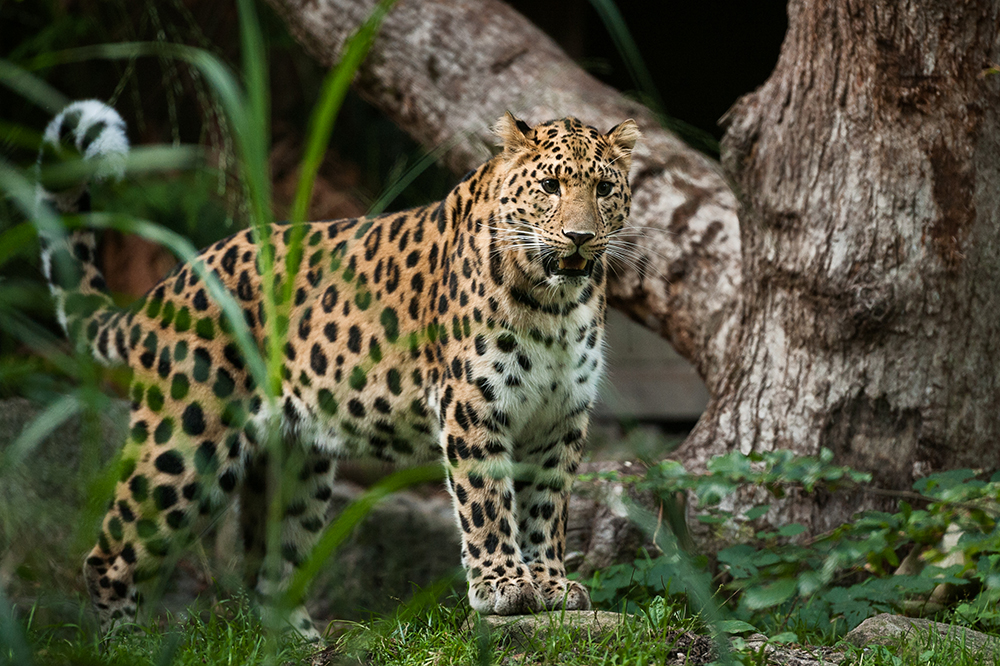 Öppettider & priser