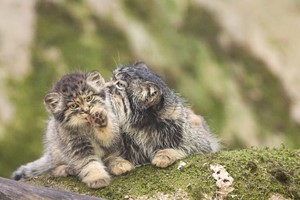 3. Klart - välkommen som fodervärd!