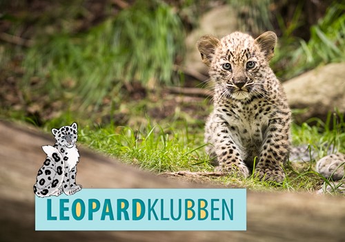Bild Leopardklubben (för barn 5-17 år)