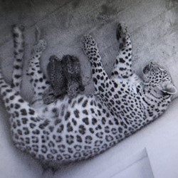 Foto: Leopard Recovery Center