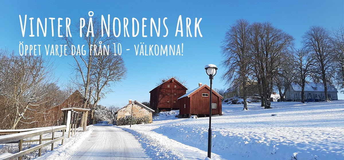 Vinter på Nordens Ark