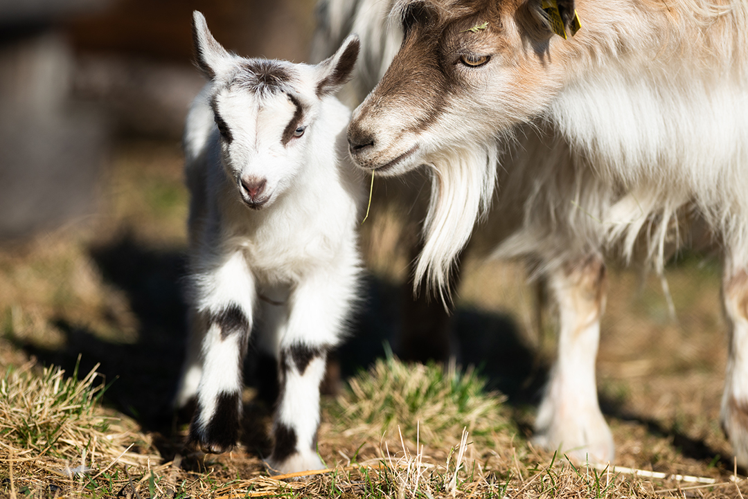 Djurvårdare för en stund