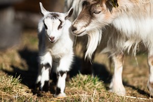 Mäktigt möte lantraser