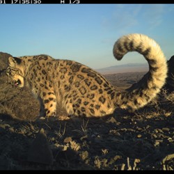 Foto: Snow Leopard Trust/ Snow Leopard Conservation Foundation
