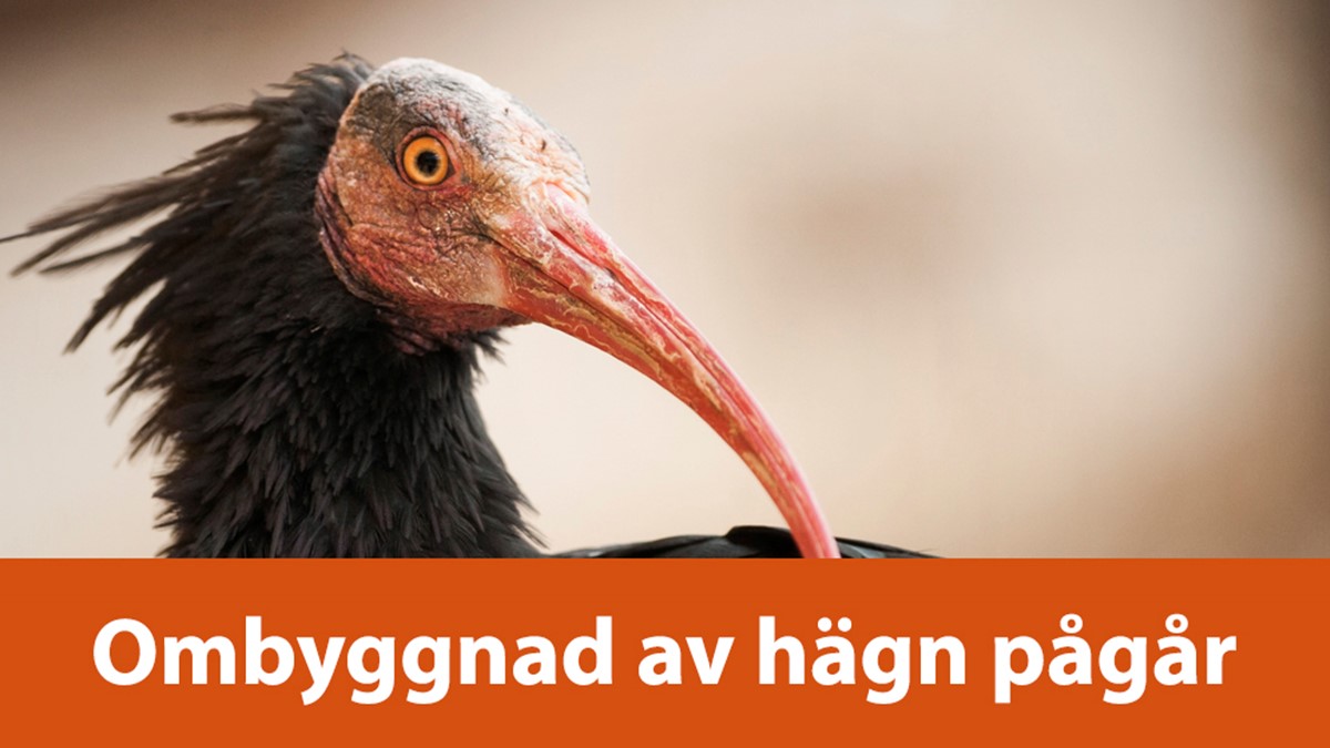 ombyggnad banner