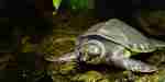 Nyaguineasköldpadda